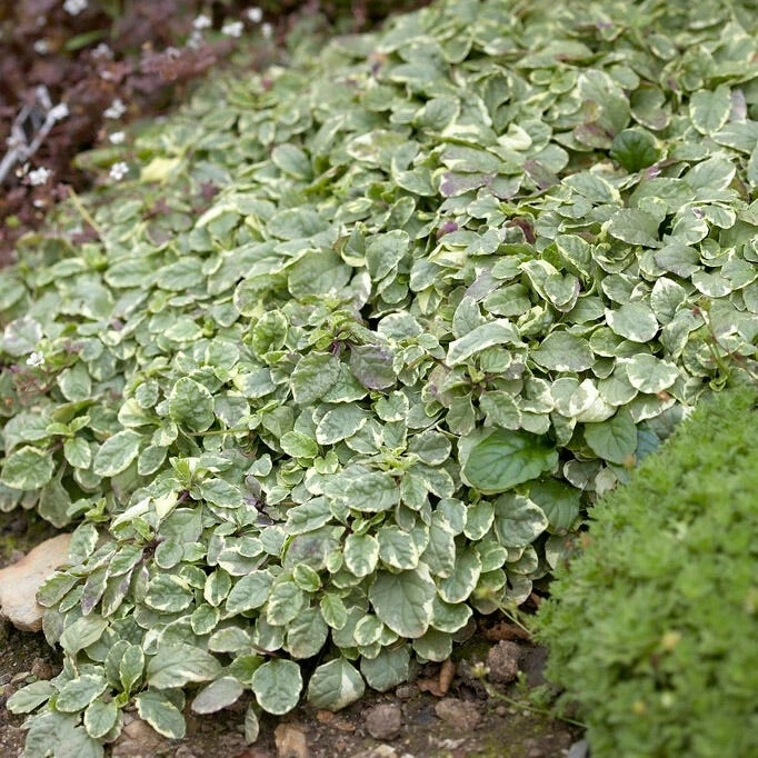 Silver Queen Ajuga 4 Silver Queen Ajuga - Image 2