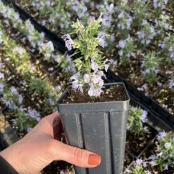 Alcalde Cold Hardy Rosemary 7 Alcalde Cold Hardy Rosemary -Plant Finder Shop alcade cold hardy 328650031 1416408435430457 2722287569560380498 n