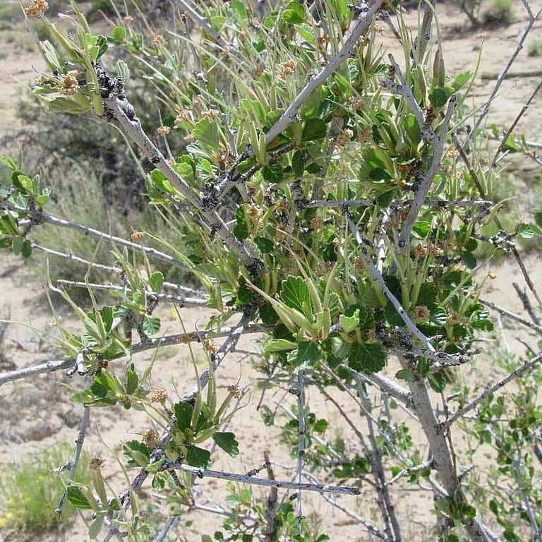 Alderleaf Mountain Mahogany (Cercocarpus) 3 Alderleaf Mountain Mahogany (Cercocarpus)