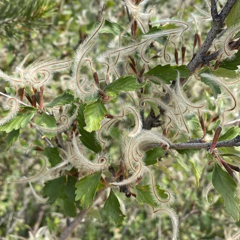 Alderleaf Mountain Mahogany (Cercocarpus) 4 Alderleaf Mountain Mahogany (Cercocarpus) - Image 2