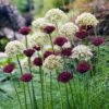 Allium Atropurpureum -Plant Finder Shop allium atropurpureum allium nigurm starry night allium collection