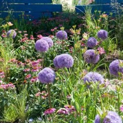 Globemaster Allium -Plant Finder Shop allium globemaster 3 1