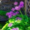 Purple Sensation Allium