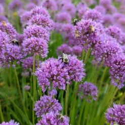Allium Millenium -Plant Finder Shop allium millenium bee 2