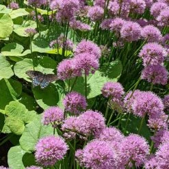 Plant Finder Shop -Plant Finder Shop allium millenium butterfly