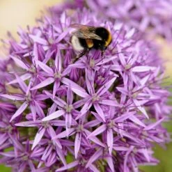 Endless Allium Bulb Collection -Plant Finder Shop allium purple sensation bee cropped