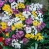 Rainbow Fireworks Allium Mix