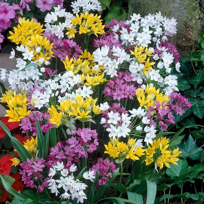 Rainbow Fireworks Allium Mix 3 Rainbow Fireworks Allium Mix