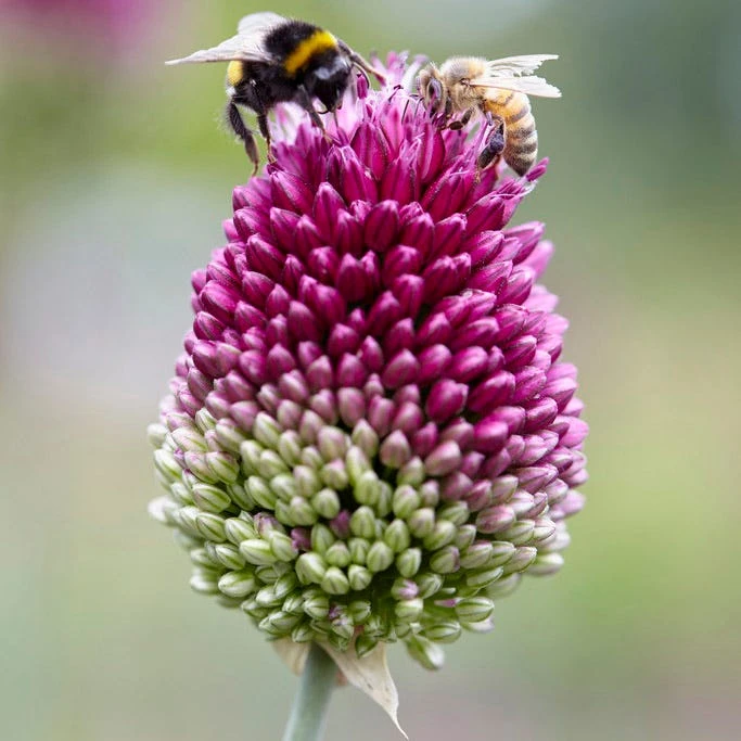 Spring Is In The Air Bulb Collection 4 Spring Is In The Air Bulb Collection - Image 2