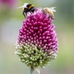 Endless Allium Bulb Collection -Plant Finder Shop allium schaerocephalon bee visi cropped