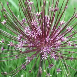 Stranger Than Fiction Flower Bulb Collection -Plant Finder Shop allium schubertii cropped 2