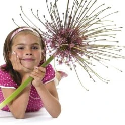 Schubert's Allium -Plant Finder Shop allium schubertii kid cropped