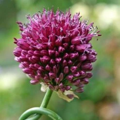 Drumstick Allium -Plant Finder Shop allium sphaerocephalon 14452 4 web