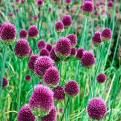 Drumstick Allium -Plant Finder Shop alliumdrumsticks3 1