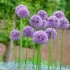 Gladiator Allium -Plant Finder Shop alliumgladiator2 1