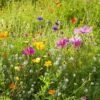 Dry Area Wildflower Seed Mix 1 Dry Area Wildflower Seed Mix -Plant Finder Shop allysum cosmos coreopsis red poppy meadow