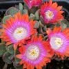Psychedelic Mesemb (Aloinopsis) -Plant Finder Shop aloinopsis psychedelic 4 web 4