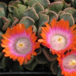 Psychedelic Mesemb (Aloinopsis) -Plant Finder Shop aloinopsis psychedelic web 4