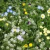 Alternative Lawn Wildflower Seed Mix 1 Alternative Lawn Wildflower Seed Mix -Plant Finder Shop alternative lawn wildflower seed mix 6 1