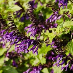 Amistad Salvia -Plant Finder Shop amistad salvia 3