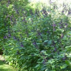 Amistad Salvia -Plant Finder Shop amistad salvia 4