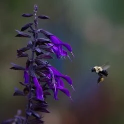 Amistad Salvia -Plant Finder Shop amistad salvia 5