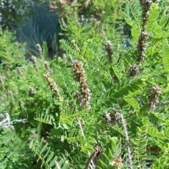 Dwarf Leadplant (Amorpha) -Plant Finder Shop amorpha nana denver botanic