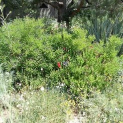 Dwarf Leadplant (Amorpha) -Plant Finder Shop amorpha nana denver botanic fullplant