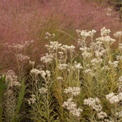 Watershed Wise Pre-Planned Garden -Plant Finder Shop anaphalis sq