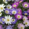 Anemone Blanda Mix -Plant Finder Shop anemone blanda grecian windflower blanda mix 1