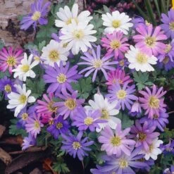 Anemone Blanda Mix -Plant Finder Shop anemone blanda grecian windflower mix garden