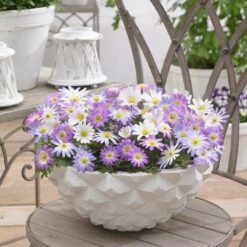 Anemone Blanda Mix -Plant Finder Shop anemone blanda grecian windflower mix in pot