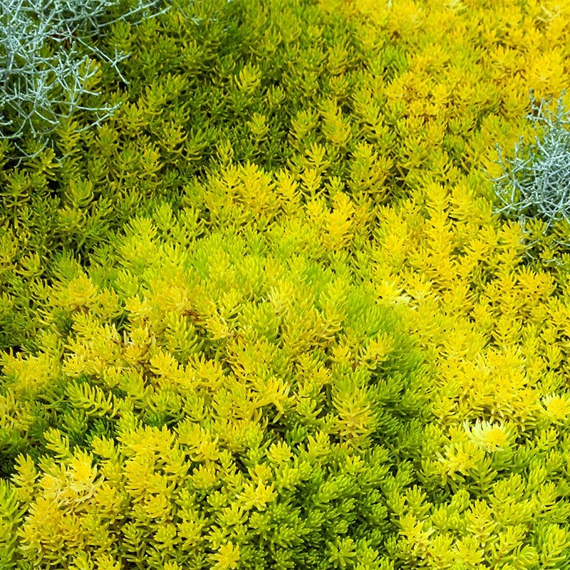 Angelina Sedum 3 Angelina Sedum