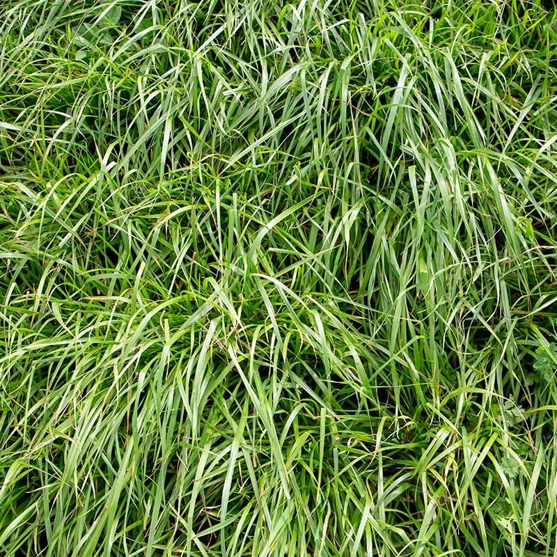 Annual Rye Grass Seeds 3 Annual Rye Grass Seeds