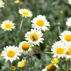 Susanna Mitchell Marguerite Daisy (Anthemis) -Plant Finder Shop anthemis susanna bee