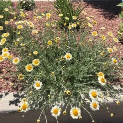 Susanna Mitchell Marguerite Daisy (Anthemis) -Plant Finder Shop anthemis susanna pr