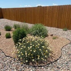 Susanna Mitchell Marguerite Daisy (Anthemis) -Plant Finder Shop anthemis susanna pr2