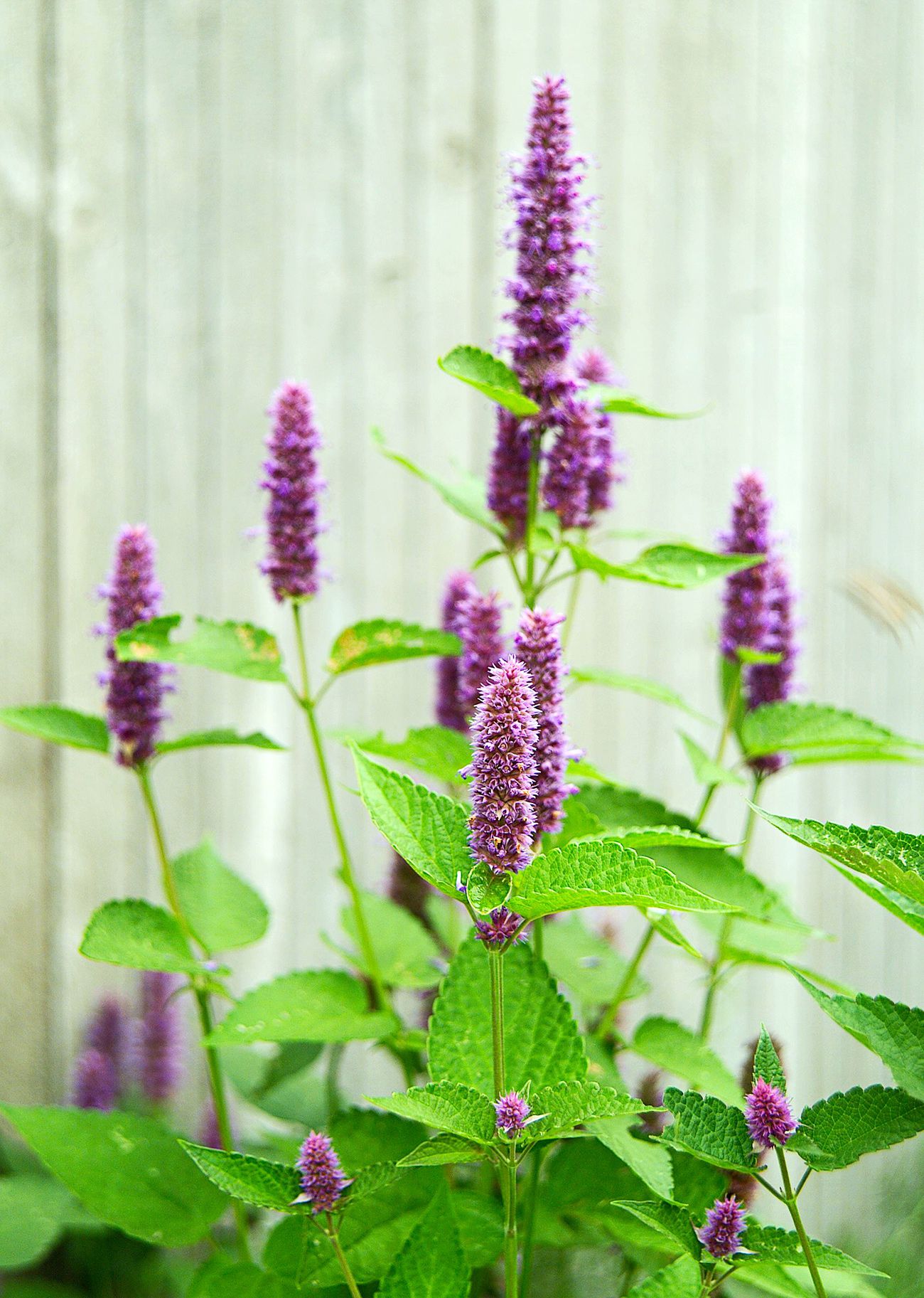 Plant Finder Shop -Plant Finder Shop anyse hyssop agastache foeniculum 1dad9de9 dd01db1c83b847a698436c8823c1787c