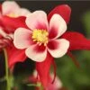 Red Hobbit Columbine -Plant Finder Shop aquilegia caerulea red hobbit 1 2