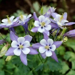 Rocky Mountain Columbine -Plant Finder Shop aquilegia caerulea rocky mountai
