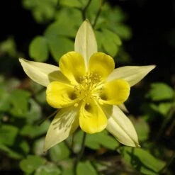 Plant Finder Shop -Plant Finder Shop aquilegia chrysantha golden spur