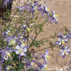Rocky Mountain Columbine -Plant Finder Shop aquilegia coerulea 3 1