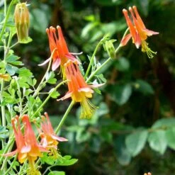 Arizona Columbine -Plant Finder Shop aquilegia desertorum close up