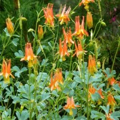 Arizona Columbine -Plant Finder Shop aquilegia desertorum flowers