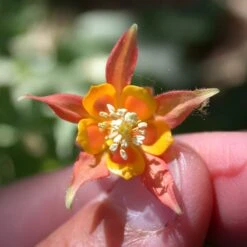 Arizona Columbine -Plant Finder Shop aquilegia desertorum sf nm nursery