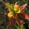 Serpentine Columbine -Plant Finder Shop aquilegia eximia 1