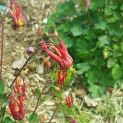 Little Lanterns Columbine -Plant Finder Shop aquilegia little lanterns cropped 5 1
