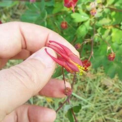 Little Lanterns Columbine -Plant Finder Shop aquilegia little lanterns cropped close up 1 1