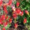 Little Lanterns Columbine -Plant Finder Shop aquilegia little lanterns jf 2