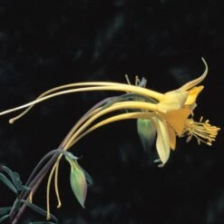 Swallowtail® Columbine -Plant Finder Shop aquilegia species swallowtail 20822 2 web 1